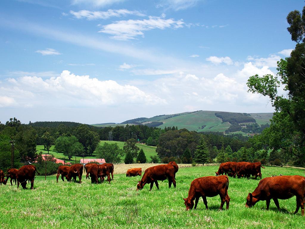 grazing cows - Green Queen