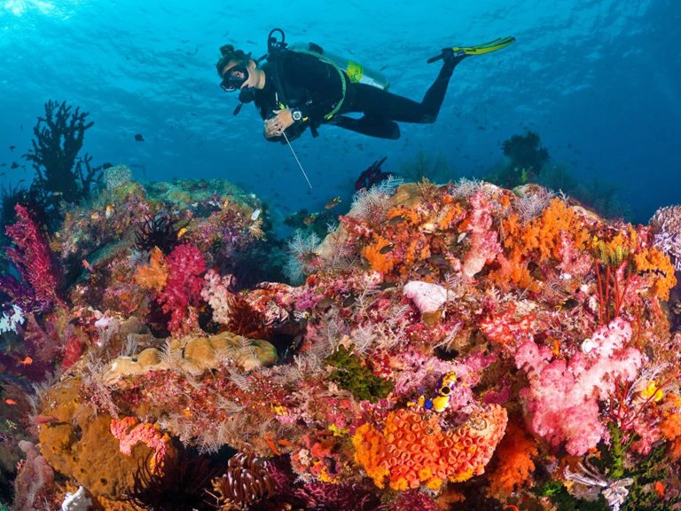 Asia's First Sustainable Scuba Diving Platform ZuBlu Promotes ...