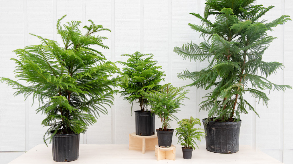 Norfolk Island Pine Mulhalls Green Queen