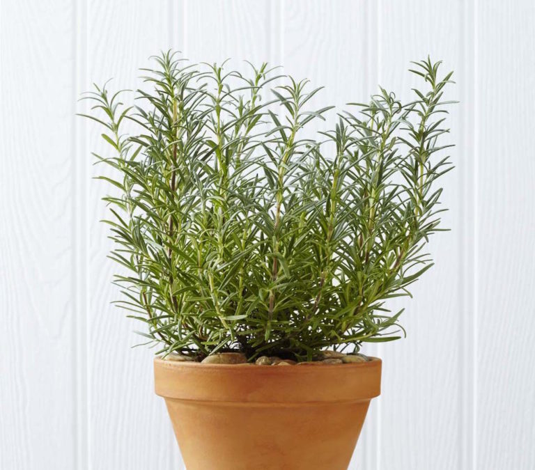 Zero Waste Holidays: 10 Decorative Christmas Plants That Last All Year ...