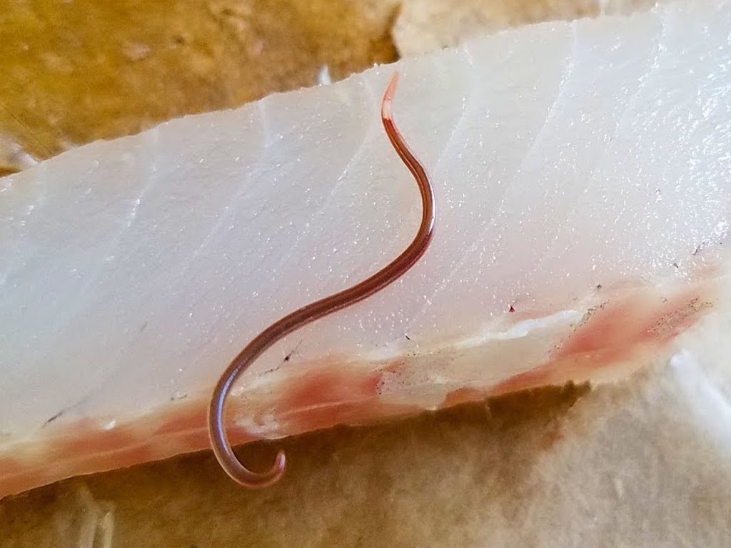 Fish Today Contains 283 Times More Parasites Than 40 Years Ago