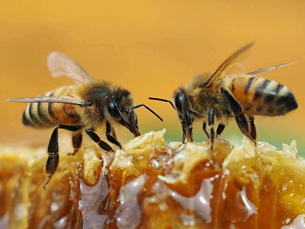 World Bee Day Why Vegans Avoid Honey Other Important Facts About 