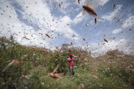 Worst Locust Plague In Decades: Indian Farmers Fend Off Attack Brought ...