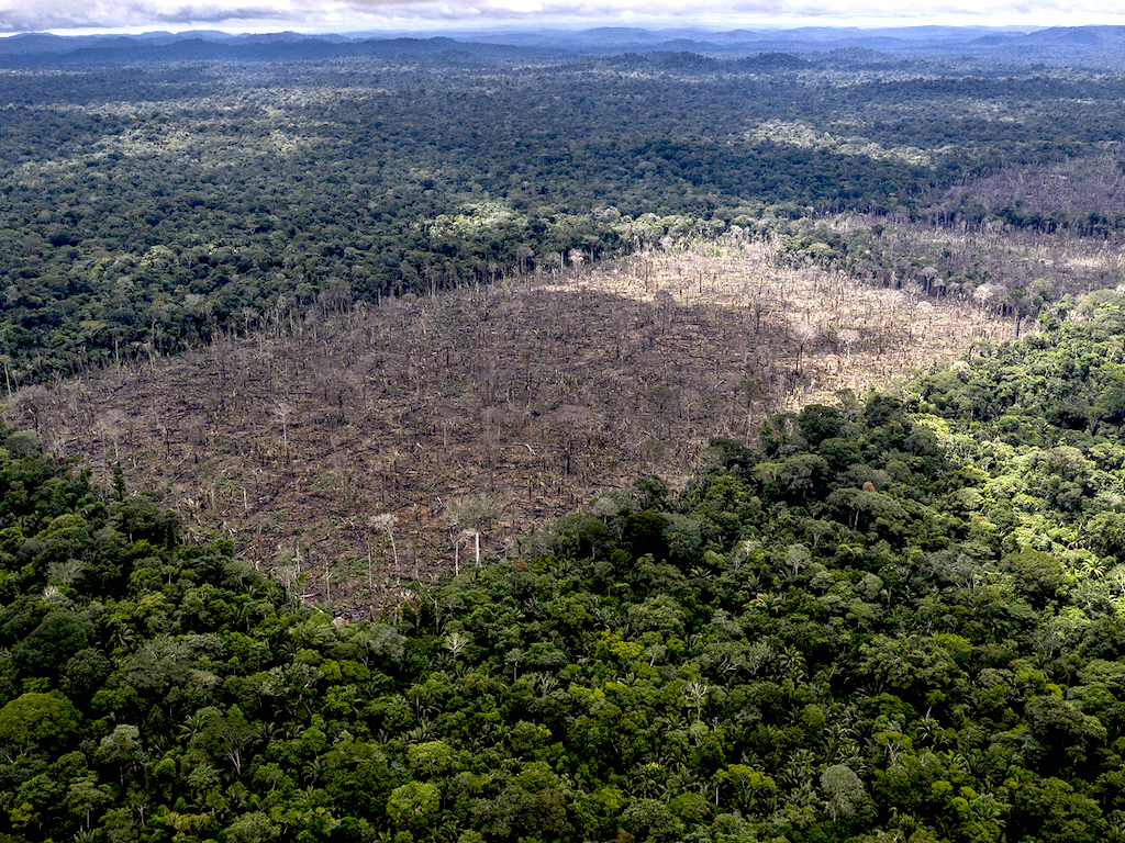 Amazon Deforestation WWF Green Queen