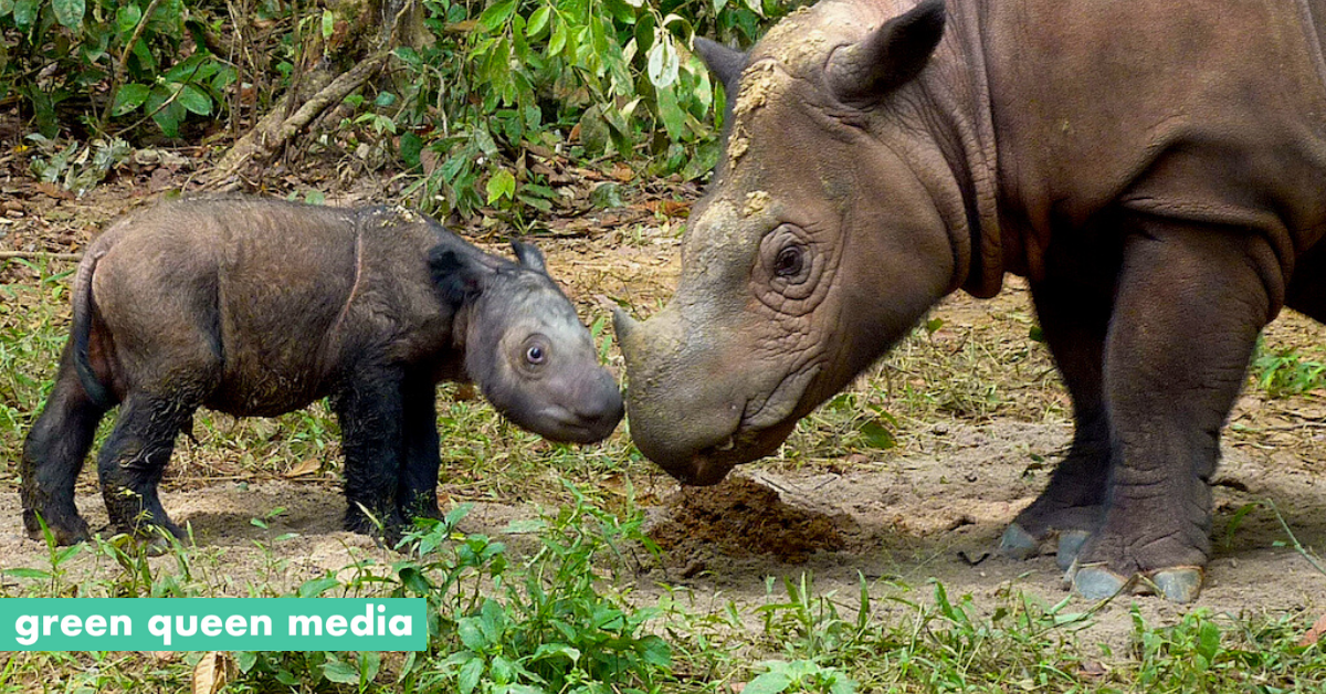 Sixth Mass Extinction Of Wildlife: Over 500 Species On Brink Of Extinction