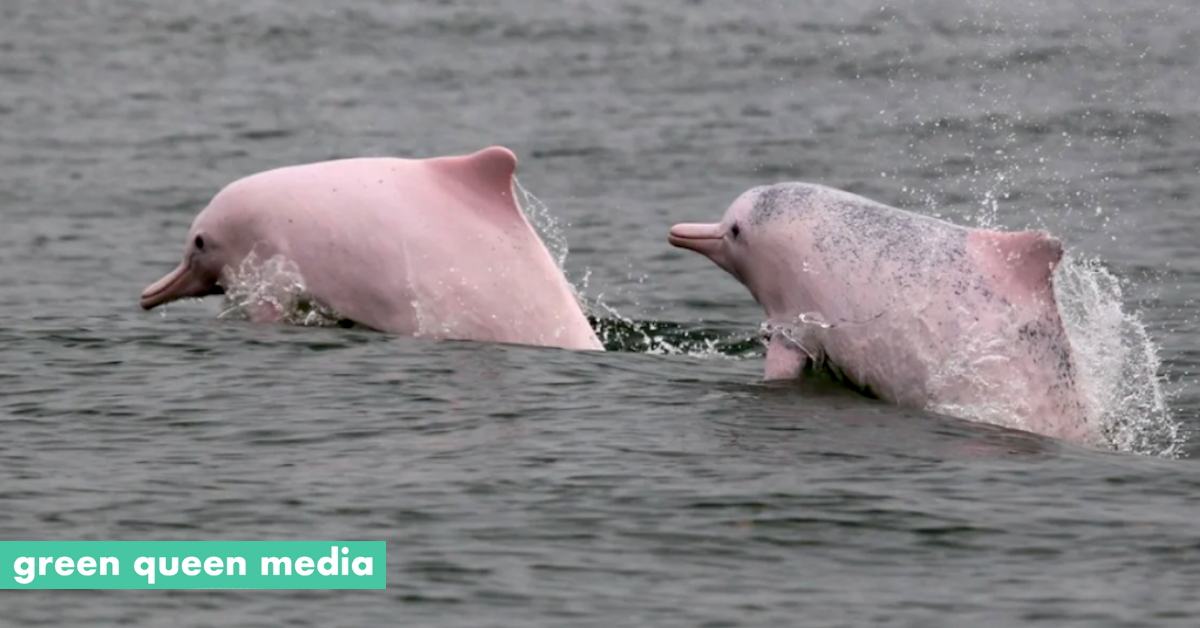 Why are Hong Kong's rare pink dolphins disappearing? - Hong Kong