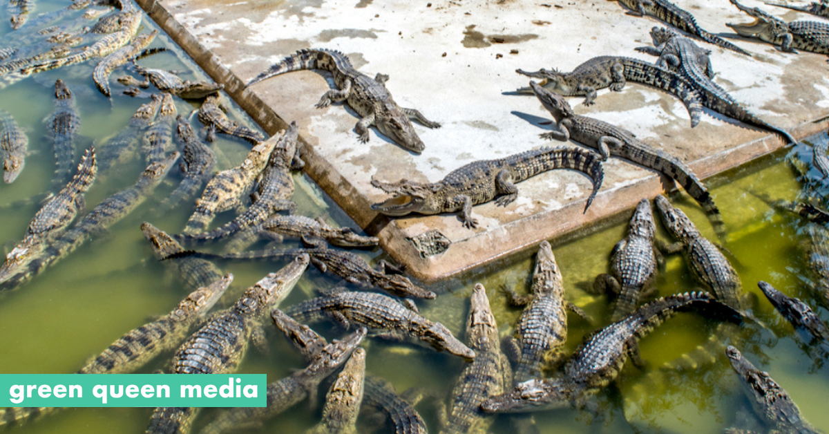 A Crocodile's Bumpy Road From Farm to Handbag - Bloomberg