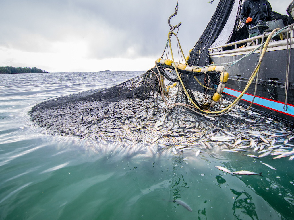 Scientists reveal how trawling the bottom of the ocean could release  millions of tonnes of CO2