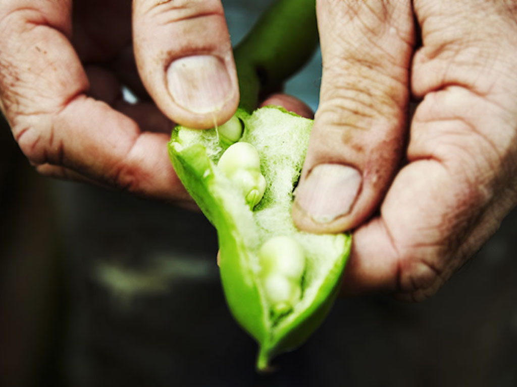 fava bean protein