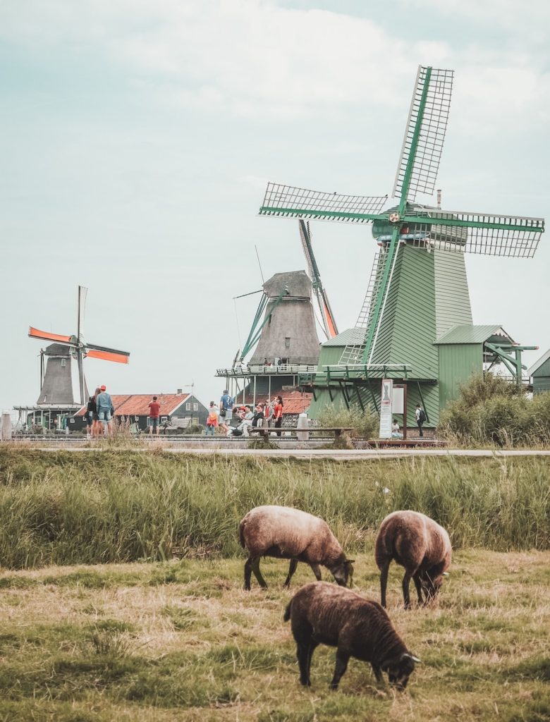 Dutch Government Plans To Slash Livestock Numbers By 30 To Cut Emissions