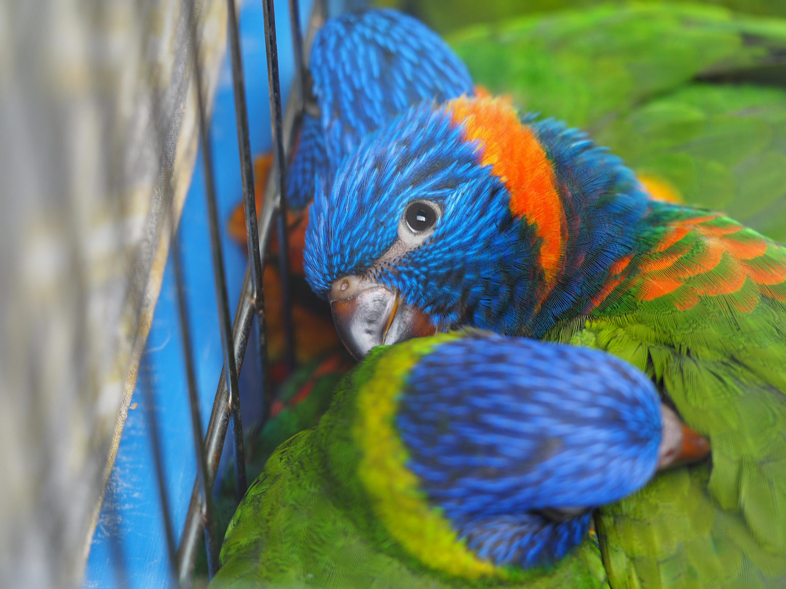 Hong Kong Exotic Pet Addiction Is A Travesty For Biodiversity Says New ...