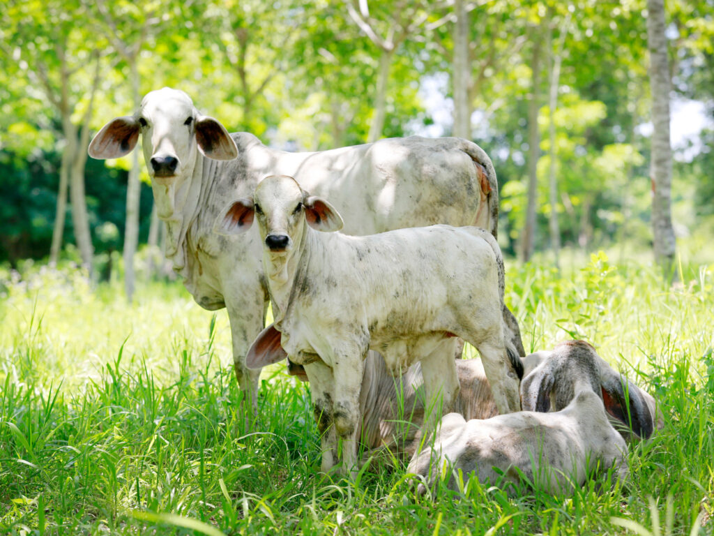 pasture raised beef climate