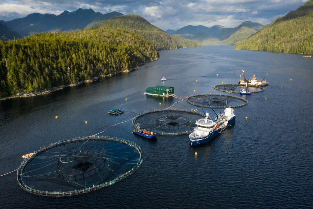 open net salmon farming