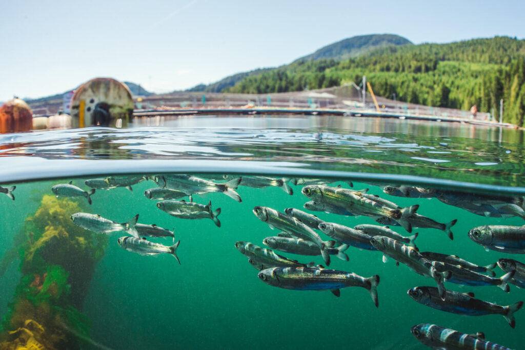 salmon farming ban