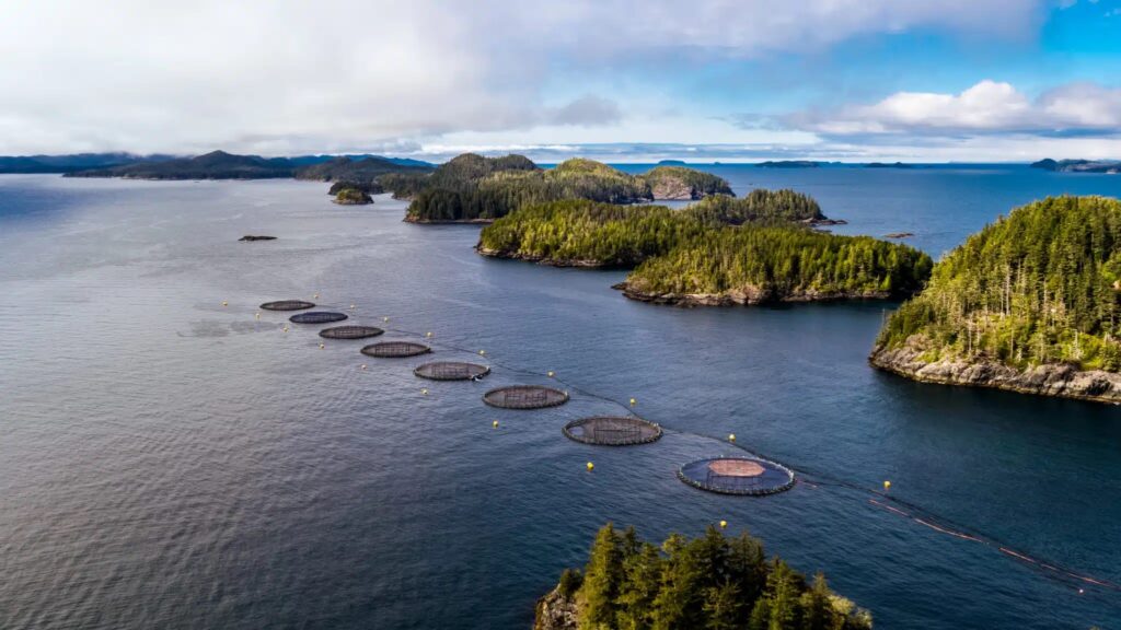 open pen salmon farming