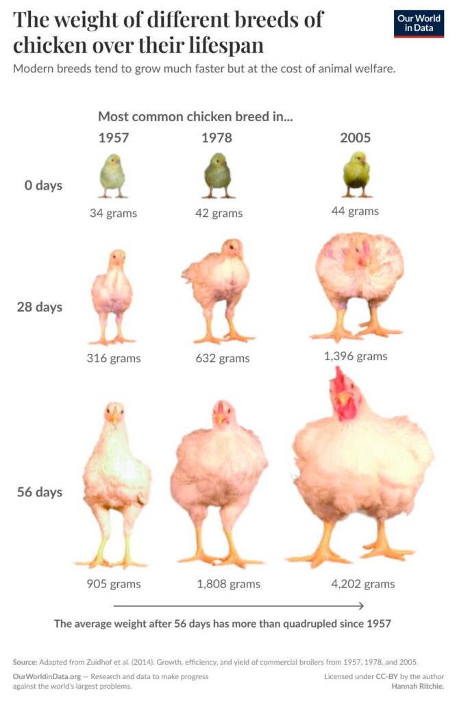 chicken sizes over the years