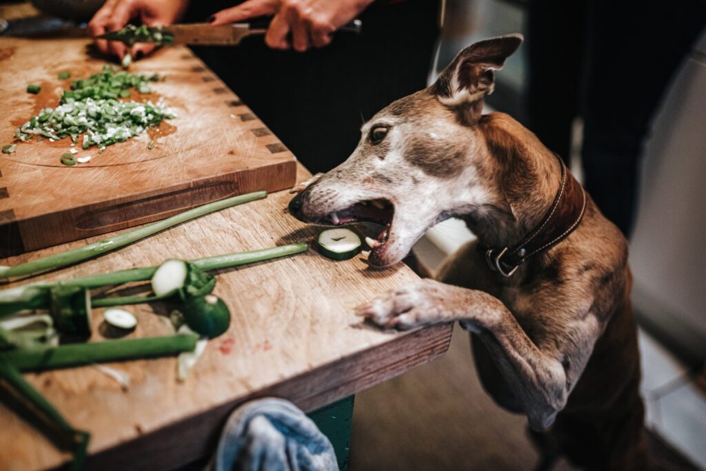 is vegan dog food healthy