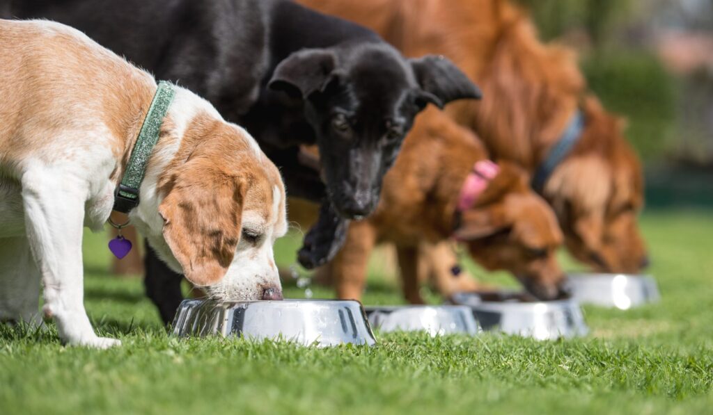 lab grown meat approved