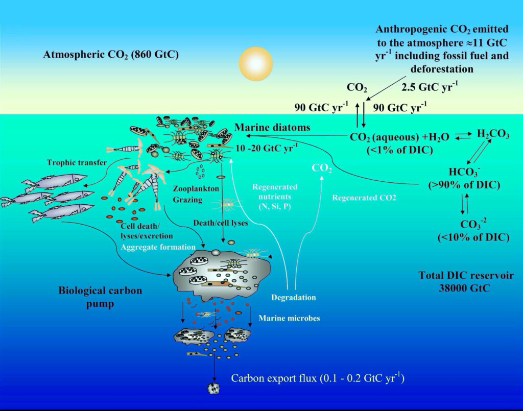 ocena carbon cycle