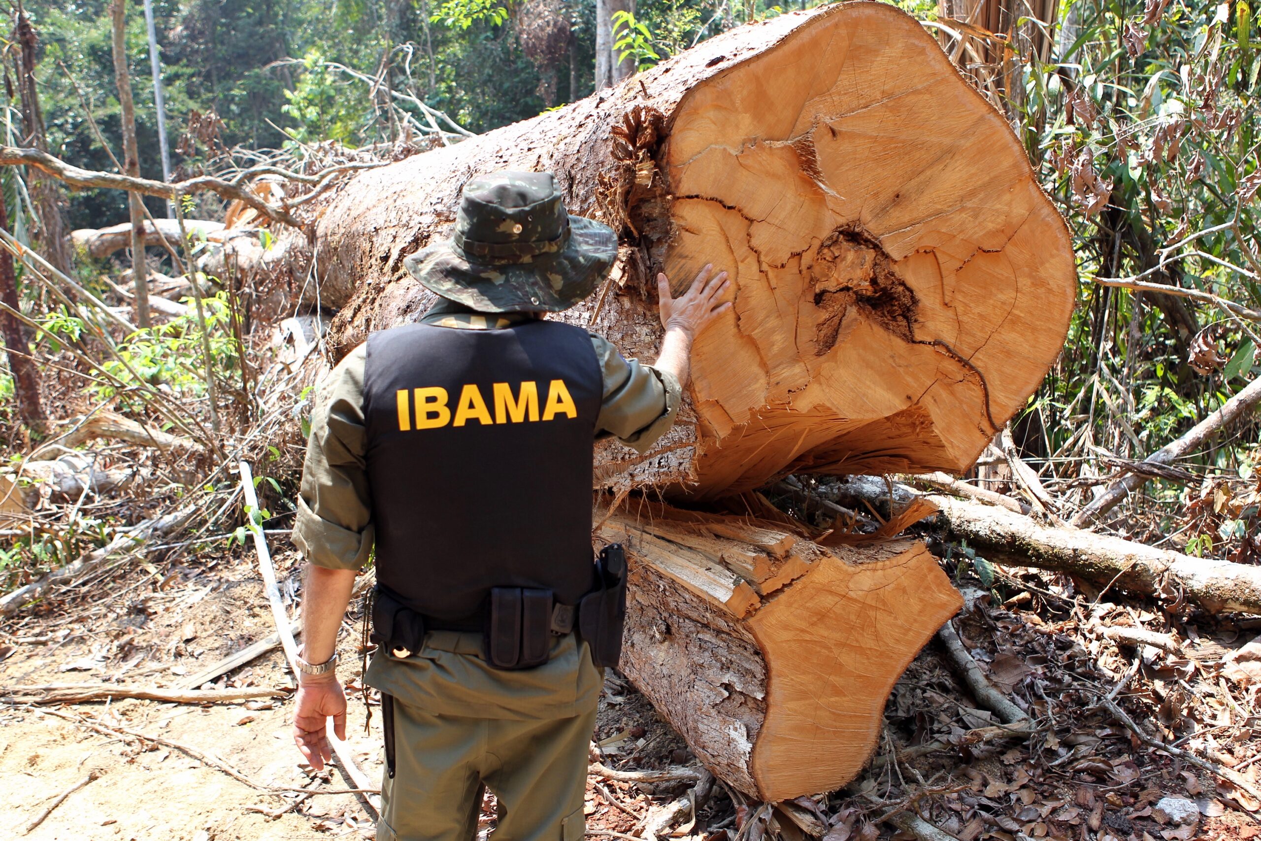 cattle ranching amazon deforestation