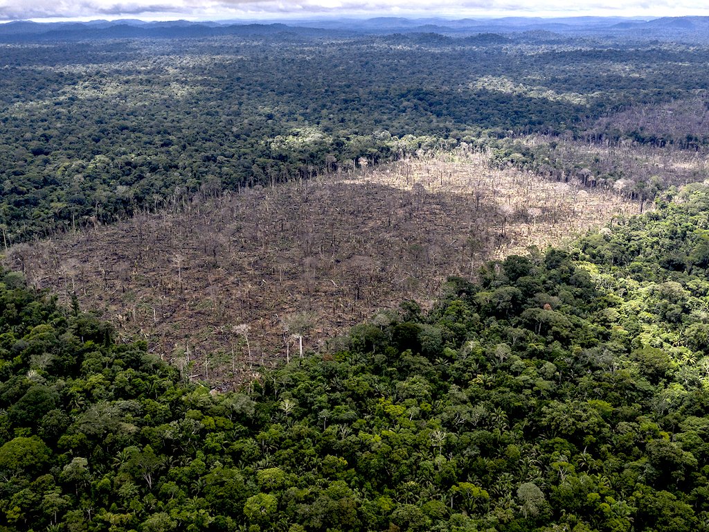 cocoa deforestation