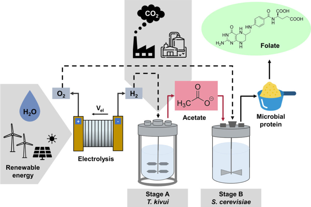 gas fermentation protein