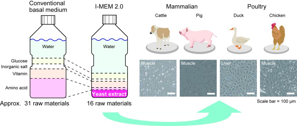 lab grown meat culture media