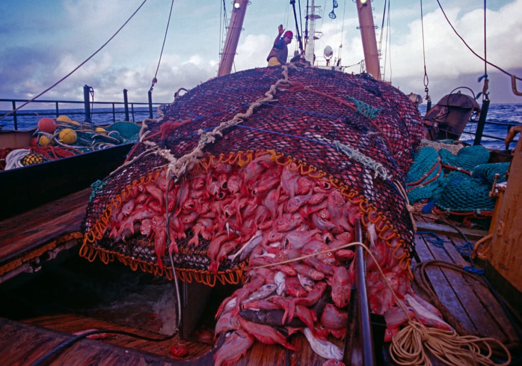 new zealand lab grown fish