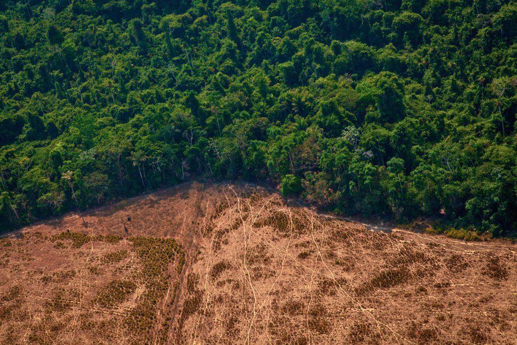 eu deforestation delay