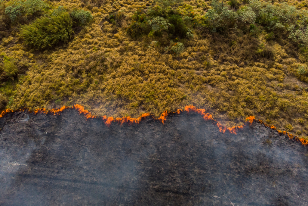 forest fires climate change