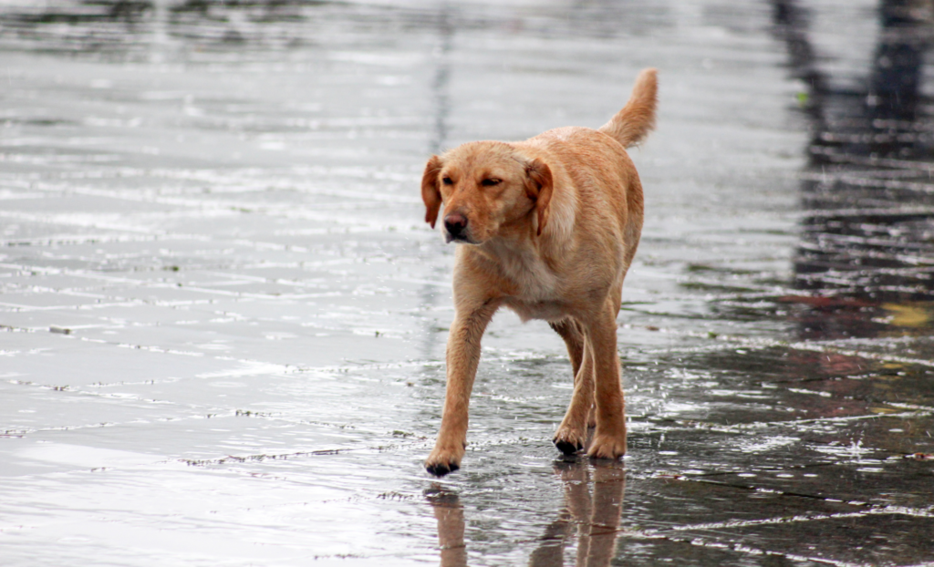 pets extreme weather