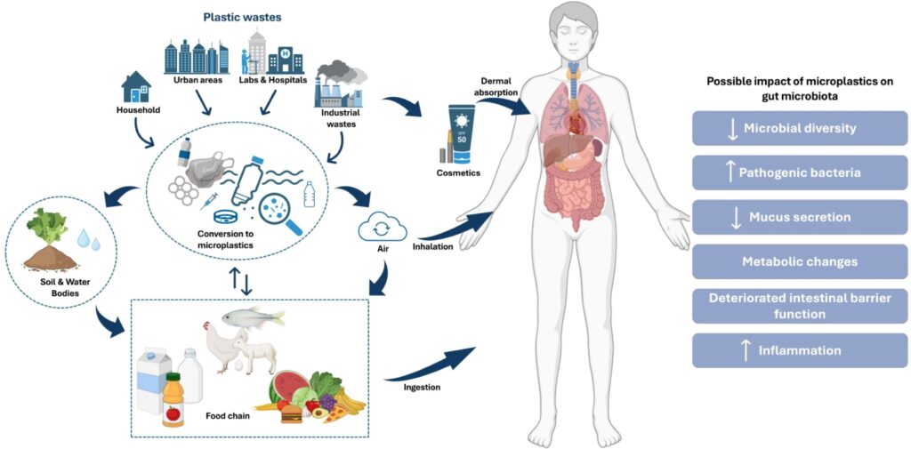 microplastics leaky gut